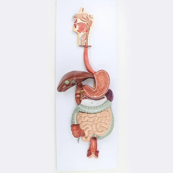 Модел на храносмилателната система на човека Главата Ротовая кухина, Ларинкса, Стомаха, Червата, черният Дроб панкреас Анатомическая модел Медицински учебни пособия